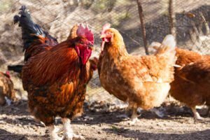 la poule un habitant du lieu-dit La Rochette, village de Sallèdes